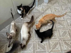 Gato raça SRD-ViraLata idade 2 a 6 meses nome Gatos 