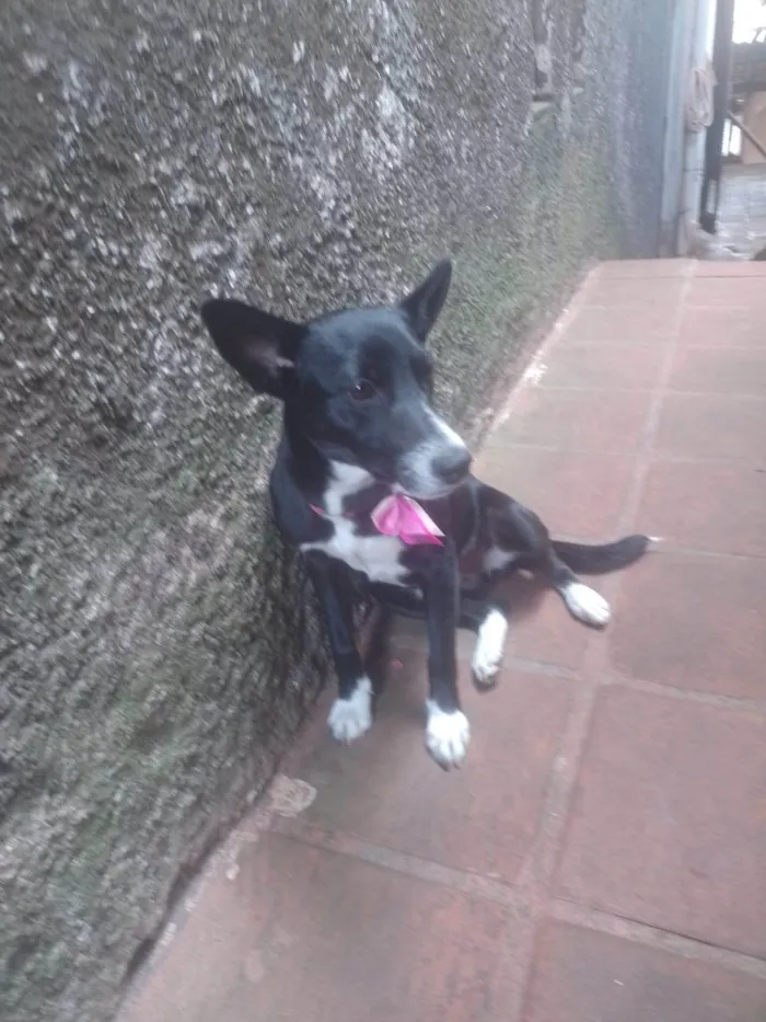 Cachorro ra a SRD-ViraLata idade 7 a 11 meses nome Pérola 