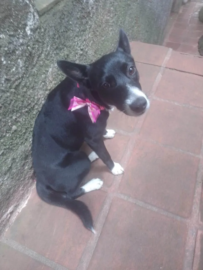 Cachorro ra a SRD-ViraLata idade 7 a 11 meses nome Pérola 