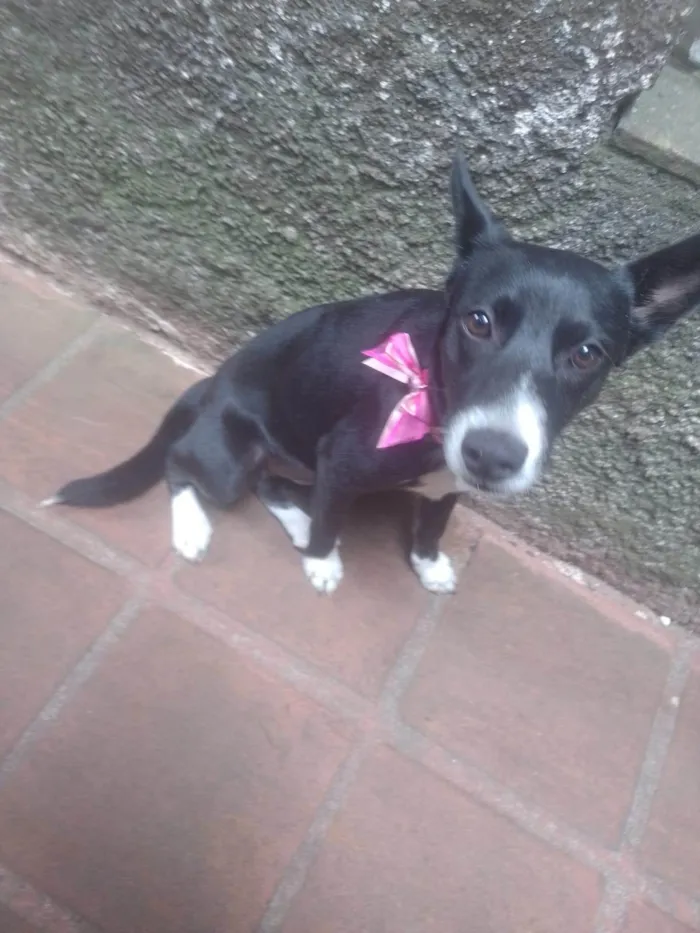 Cachorro ra a SRD-ViraLata idade 7 a 11 meses nome Pérola 