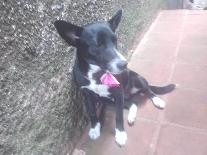 Cachorro ra a SRD-ViraLata idade 7 a 11 meses nome Pérola 