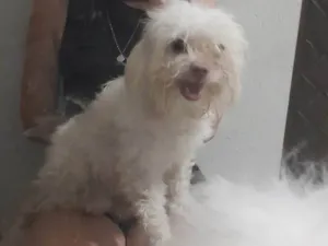 Cachorro raça Poodle idade 4 anos nome Maya 