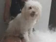 Maya