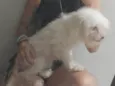 Maya