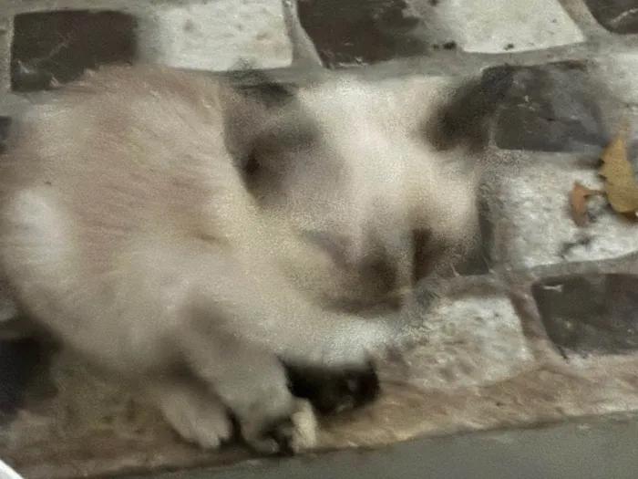 Gato ra a SRD-ViraLata idade 2 a 6 meses nome Gatos 