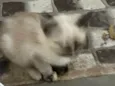 Gatos