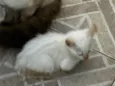 Gatos 