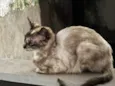 Gatos 