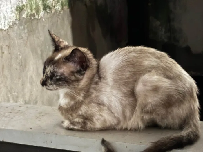 Gato ra a SRD-ViraLata idade 2 a 6 meses nome Gatos 