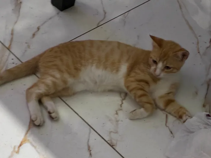 Gato ra a SRD-ViraLata idade 2 a 6 meses nome Gatos 