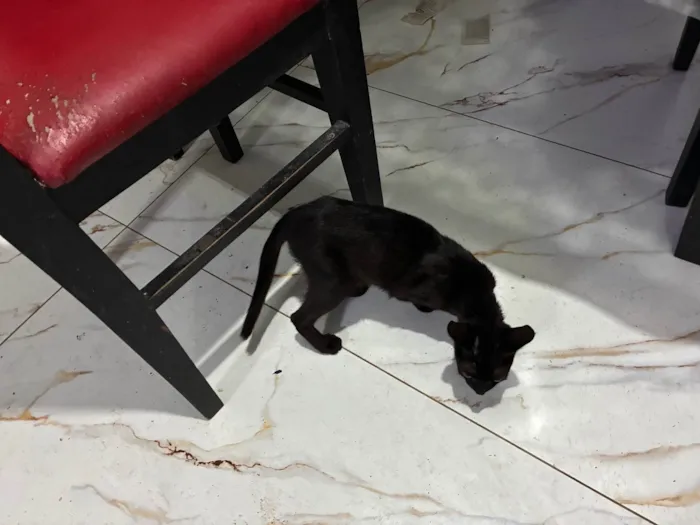 Gato ra a SRD-ViraLata idade 2 a 6 meses nome Gatos 