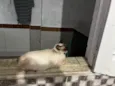 Gatos 