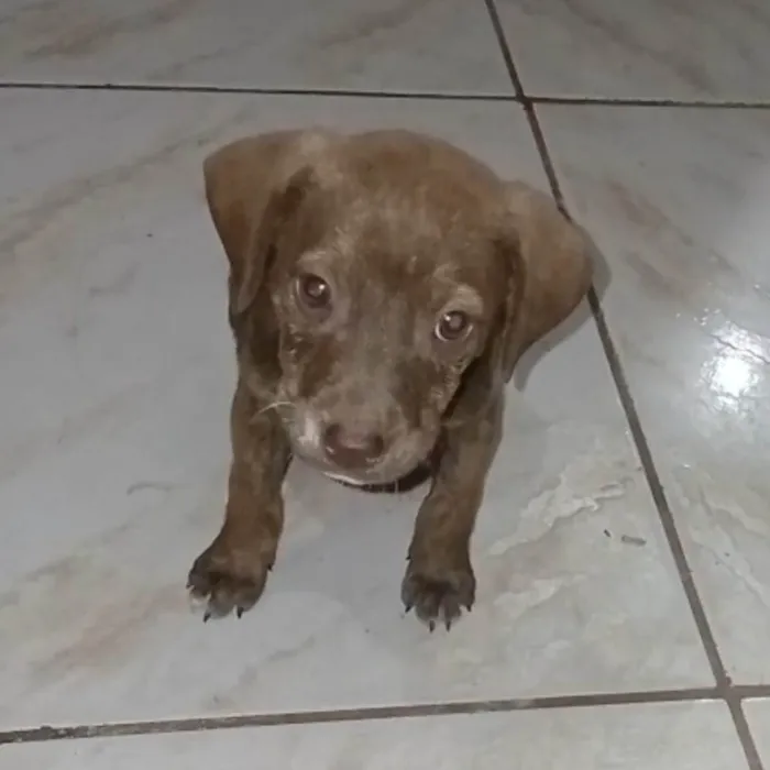 Cachorro ra a SRD-ViraLata idade 2 a 6 meses nome Chocolate