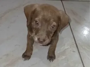 Cachorro raça SRD-ViraLata idade 2 a 6 meses nome Chocolate
