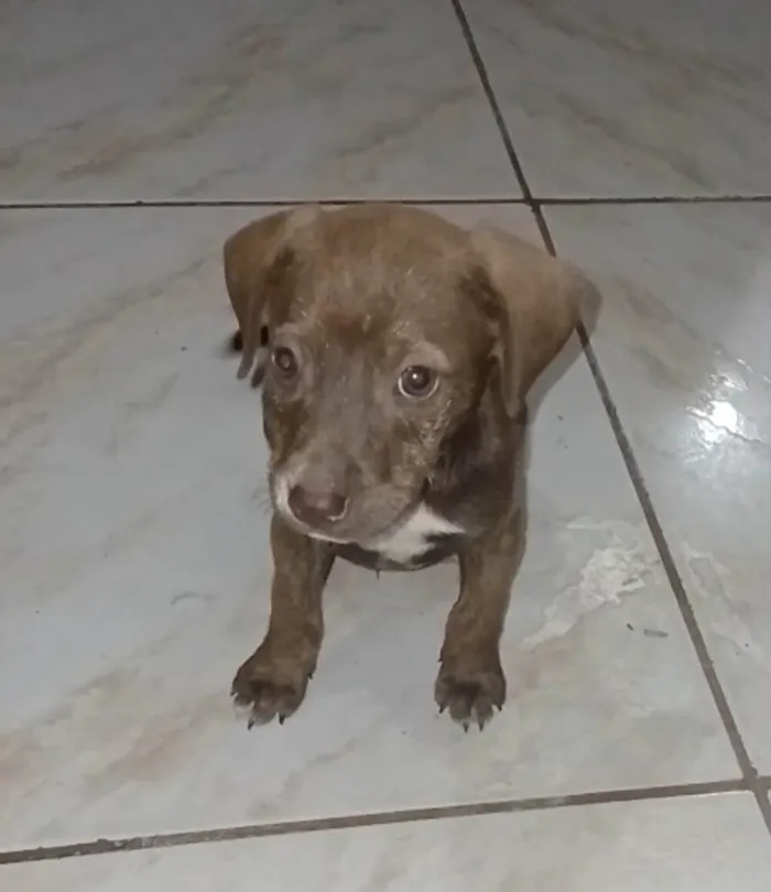 Cachorro ra a SRD-ViraLata idade 2 a 6 meses nome Chocolate