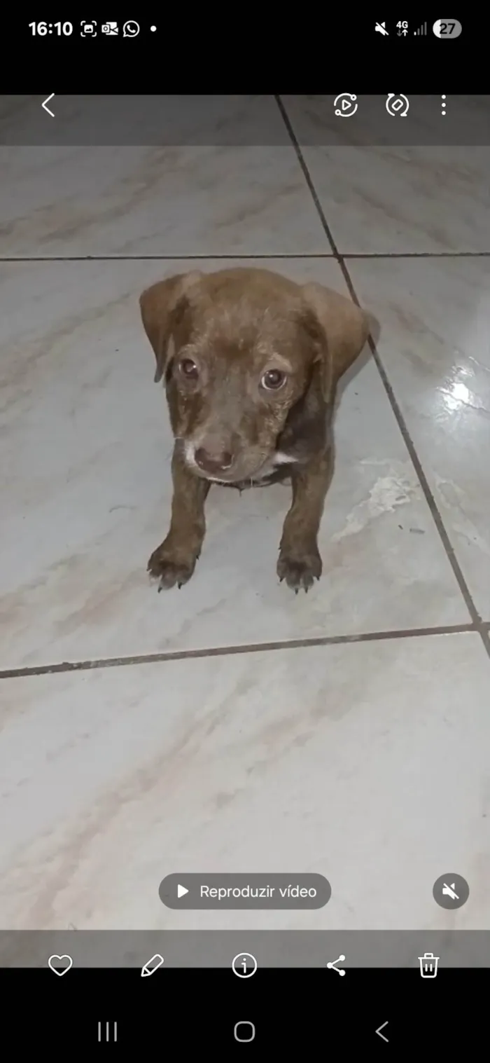 Cachorro ra a SRD-ViraLata idade 2 a 6 meses nome Chocolate