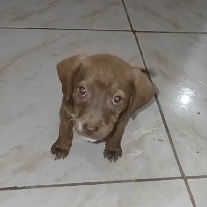 Cachorro ra a SRD-ViraLata idade 2 a 6 meses nome Chocolate