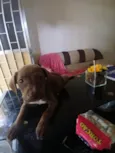 Chocolate