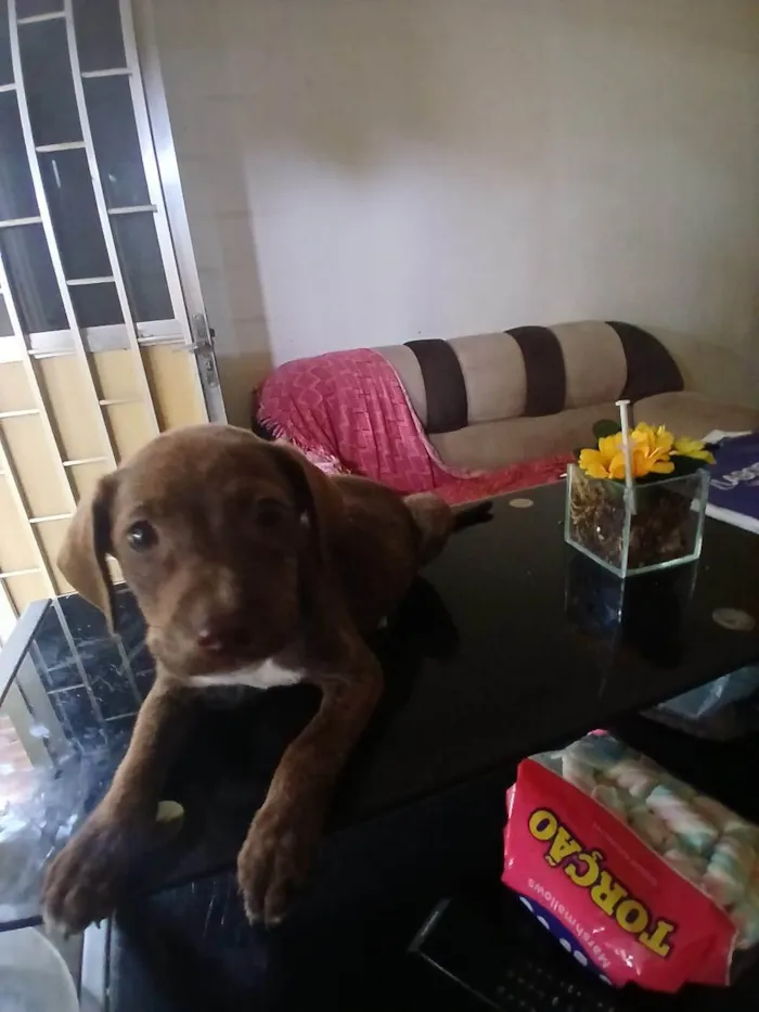 Cachorro ra a SRD-ViraLata idade 2 a 6 meses nome Chocolate