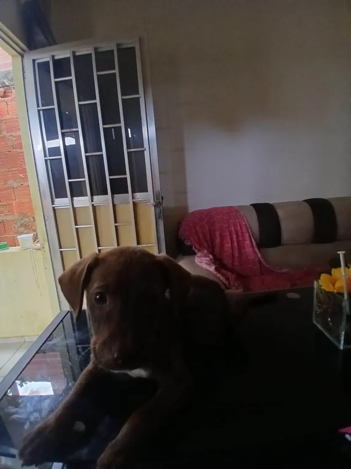 Cachorro ra a SRD-ViraLata idade 2 a 6 meses nome Chocolate