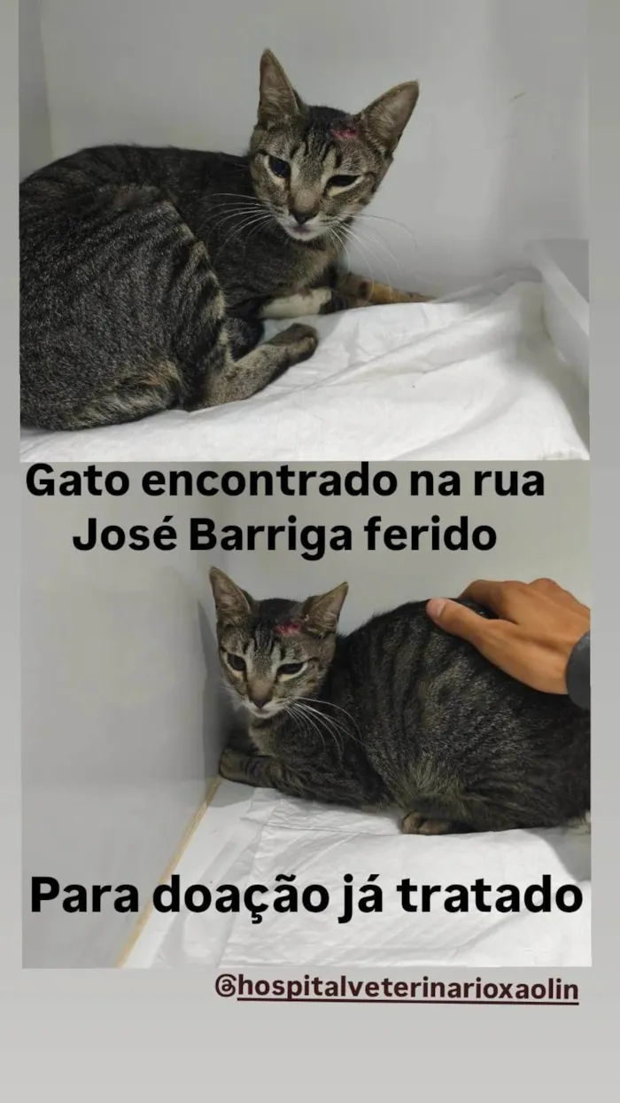 Gato ra a SRD-ViraLata idade 3 anos nome José Barriga 