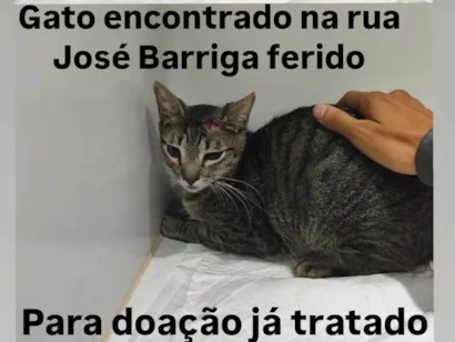Gato raça SRD-ViraLata idade 3 anos nome José Barriga 