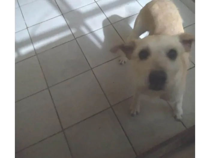 Cachorro ra a SRD-ViraLata idade 3 anos nome Eros