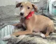 Gigi