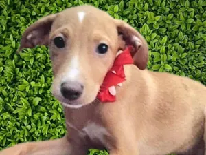 Cachorro raça SRD-ViraLata idade 2 a 6 meses nome Gigi