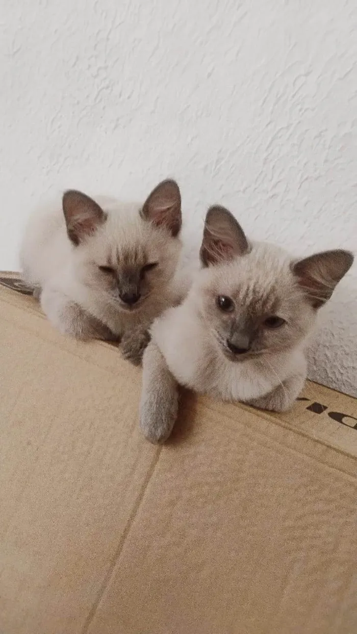 Gato ra a Siamês idade 2 a 6 meses nome Olaf e bela 