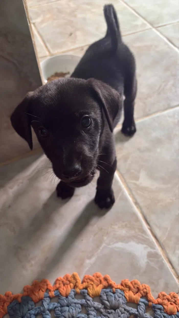 Cachorro ra a Labrador idade 2 a 6 meses nome Ralf