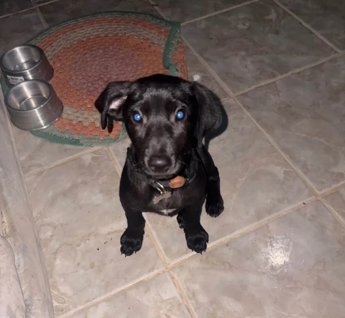 Cachorro ra a Labrador idade 2 a 6 meses nome Ralf