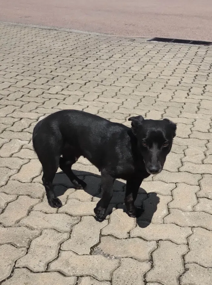 Cachorro ra a SRD-ViraLata idade 1 ano nome Cachorros