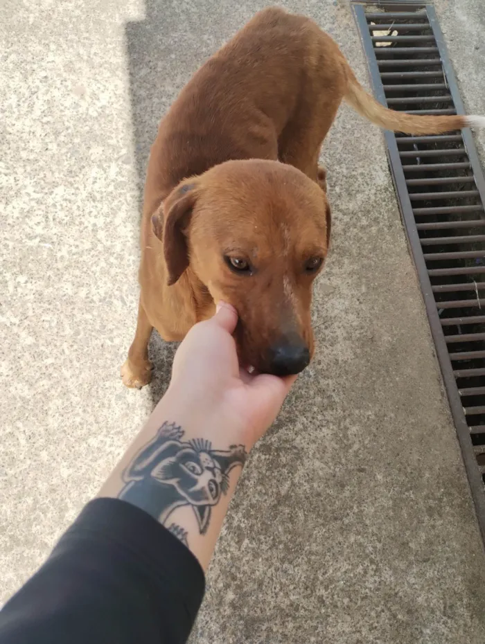 Cachorro ra a SRD-ViraLata idade 1 ano nome Cachorros