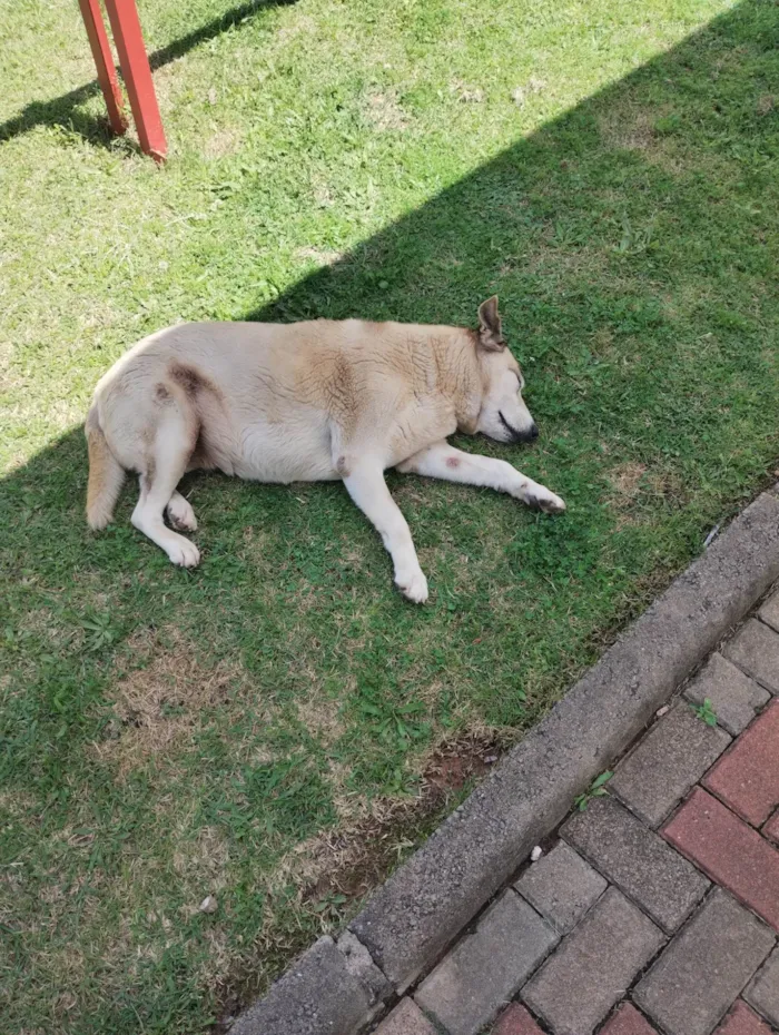 Cachorro ra a SRD-ViraLata idade 1 ano nome Cachorros