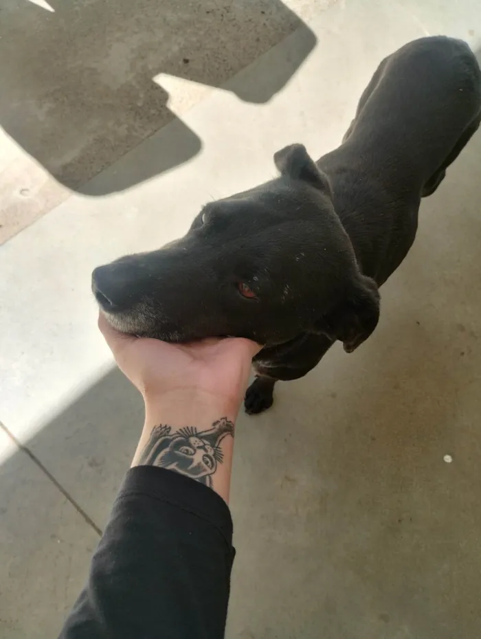 Cachorro ra a SRD-ViraLata idade 1 ano nome Cachorros