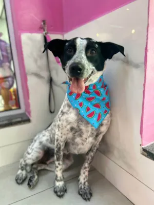 Cachorro raça SRD-ViraLata idade 1 ano nome Bellinha 