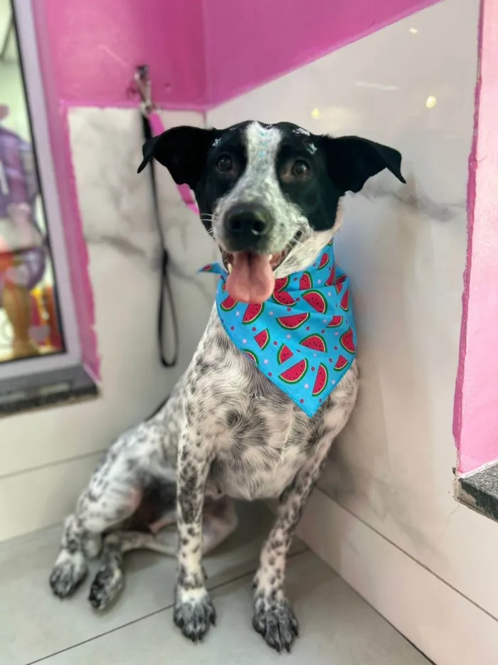 Cachorro ra a SRD-ViraLata idade 1 ano nome Bellinha 
