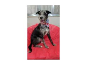Cachorro raça SRD-ViraLata idade 1 ano nome Juca