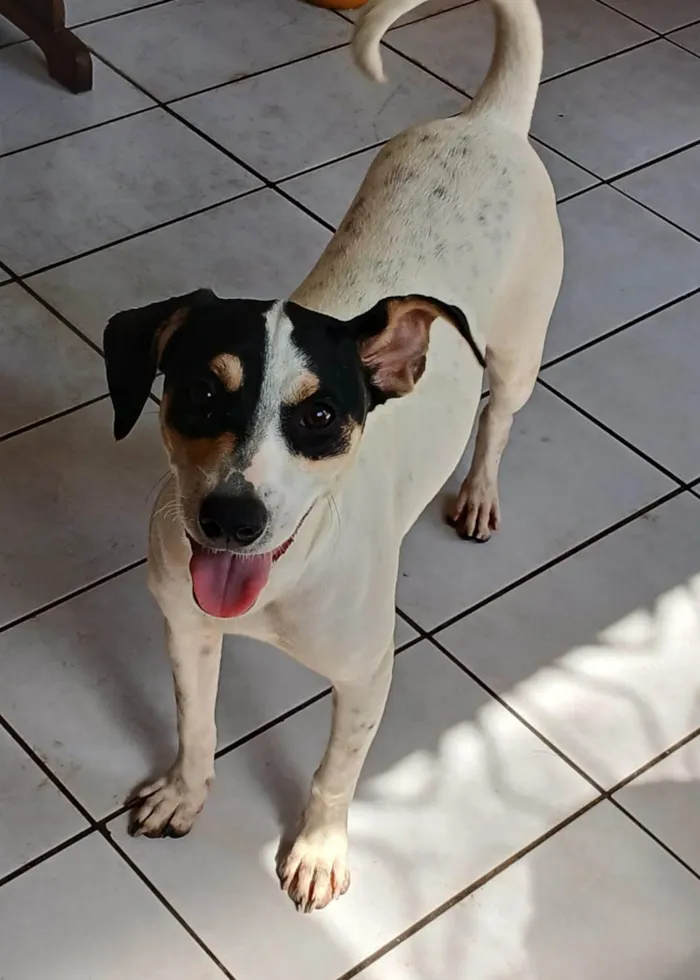 Cachorro ra a SRD-ViraLata idade 2 a 6 meses nome Dudinha 