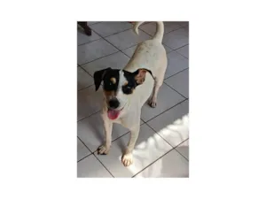 Cachorro raça SRD-ViraLata idade 2 a 6 meses nome Dudinha 