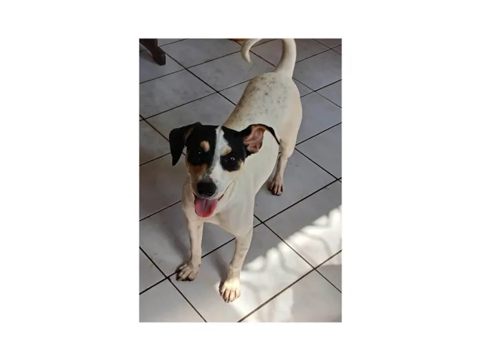 Cachorro ra a SRD-ViraLata idade 2 a 6 meses nome Dudinha 