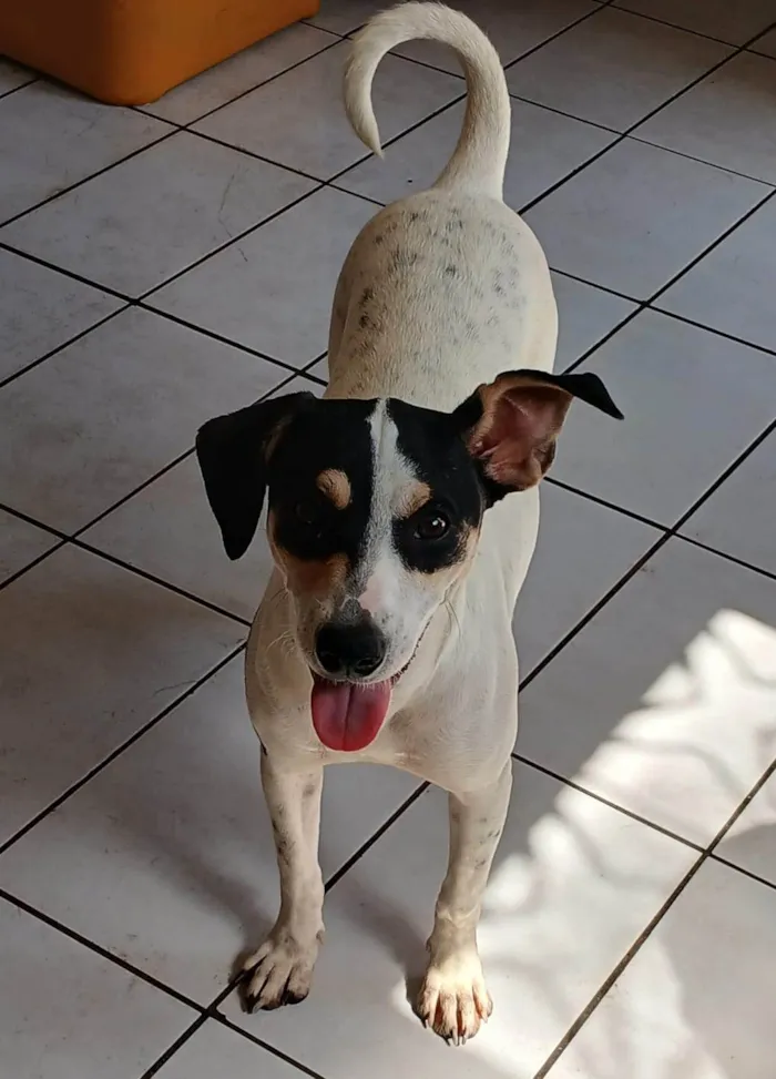 Cachorro ra a SRD-ViraLata idade 2 a 6 meses nome Dudinha 