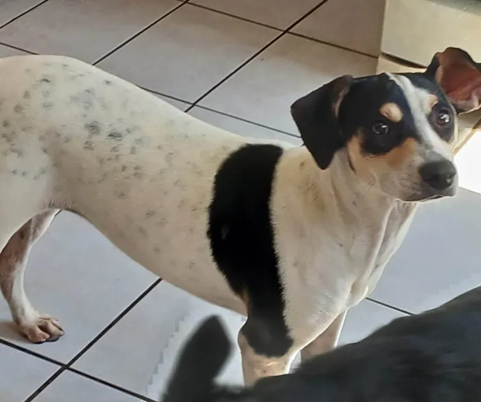 Cachorro ra a SRD-ViraLata idade 2 a 6 meses nome Dudinha 