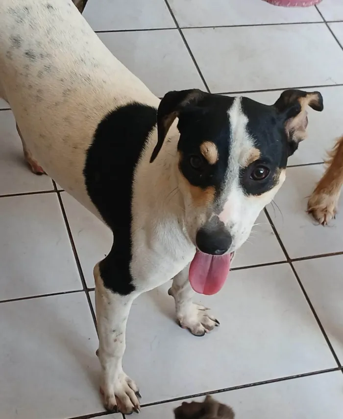 Cachorro ra a SRD-ViraLata idade 2 a 6 meses nome Dudinha 