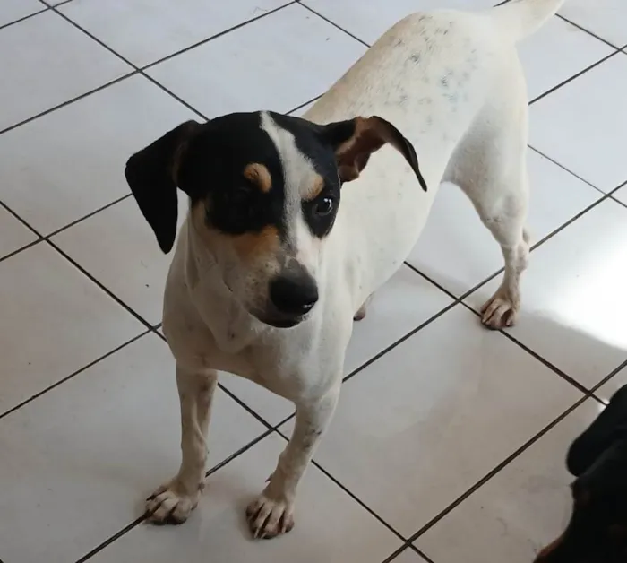 Cachorro ra a SRD-ViraLata idade 2 a 6 meses nome Dudinha 