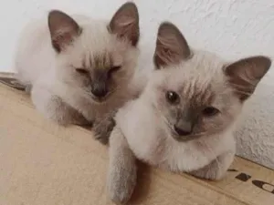 Gato raça Siamês idade 2 a 6 meses nome Olaf e bela 