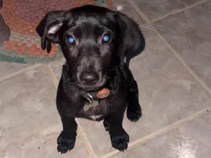 Cachorro raça Labrador idade 2 a 6 meses nome Ralf