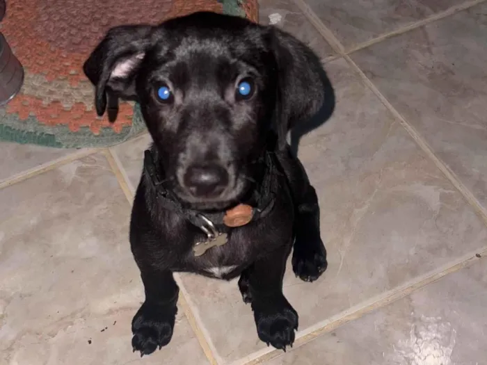 Cachorro ra a Labrador idade 2 a 6 meses nome Ralf