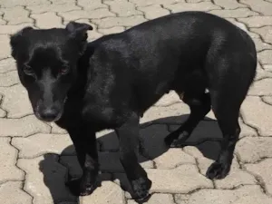 Cachorro raça SRD-ViraLata idade 1 ano nome Cachorros